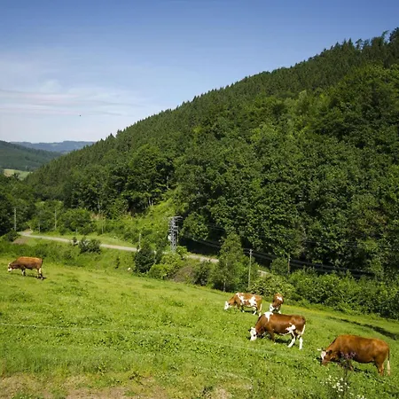 Holiday Hohe Stein Appartement